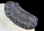 Austerops Trilobite - Ofaten, Morocco #67893-4